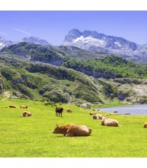 LA HUERTONA 99017 Queso Asturiano HAYEDO  de leche pasteurizada de vaca 400 gr - vacas