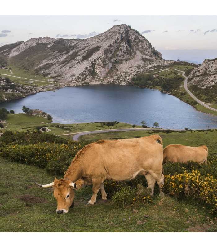 LA HUERTONA 320034 Cuña de queso Asturiano NUBLINA - vacas