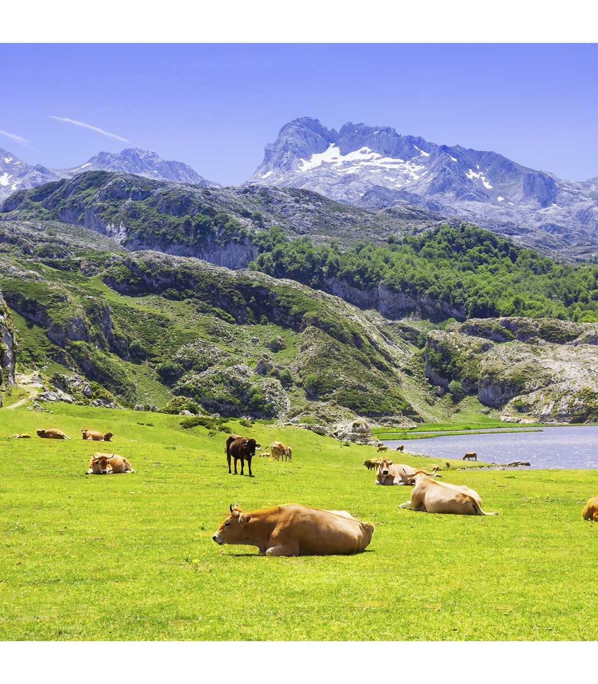 LA HUERTONA 80943 Cuña de queso Asturiano CALIZO de leche cruda madurado de vaca - vacas